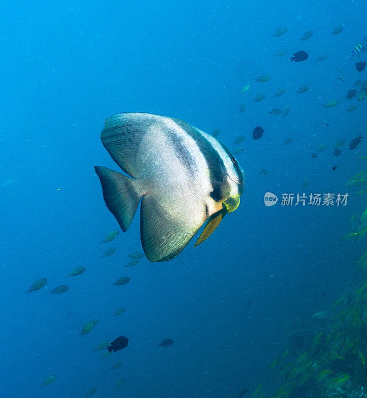 水下长鳍蝙蝠鱼(Platax teira)